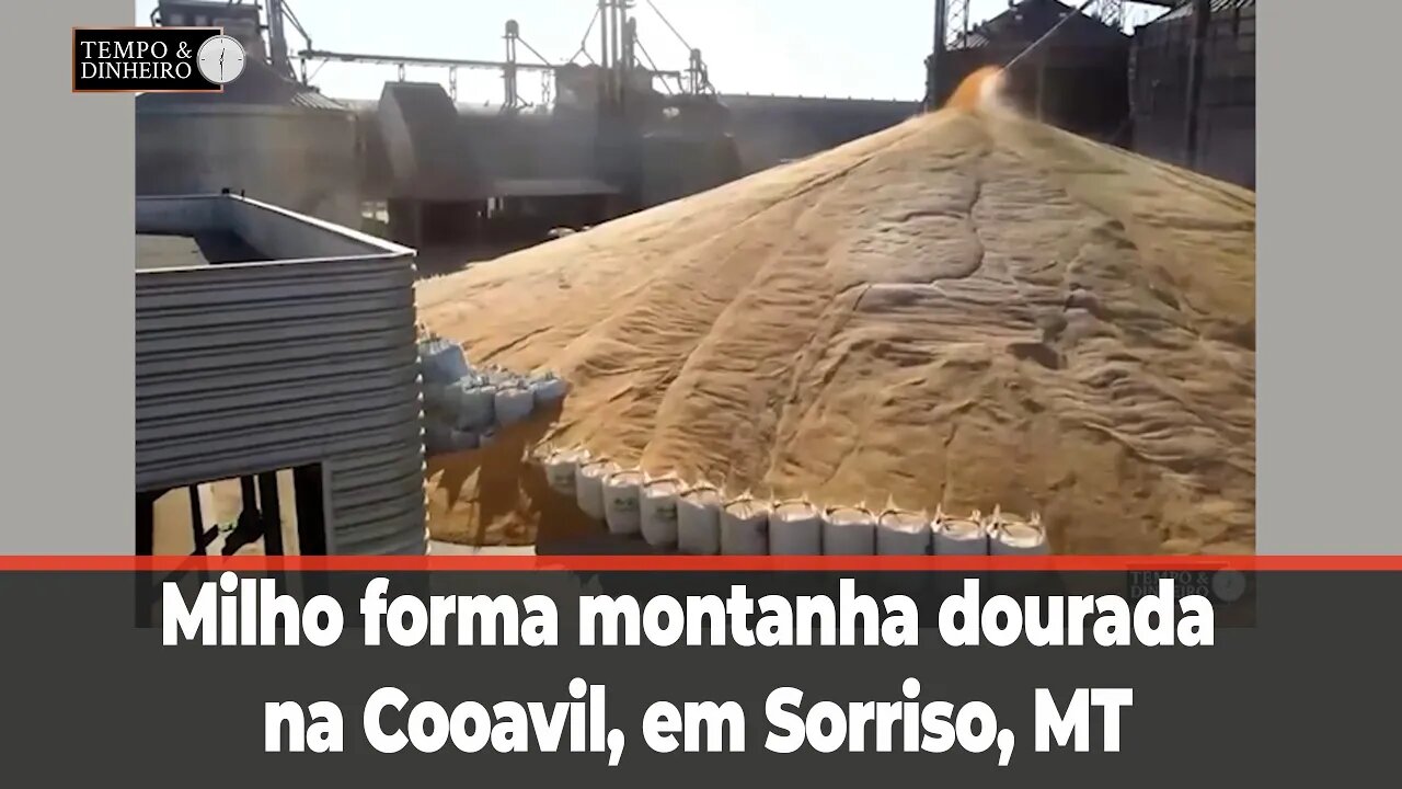 Milho forma montanha dourada na Cooavil, em Sorriso, MT