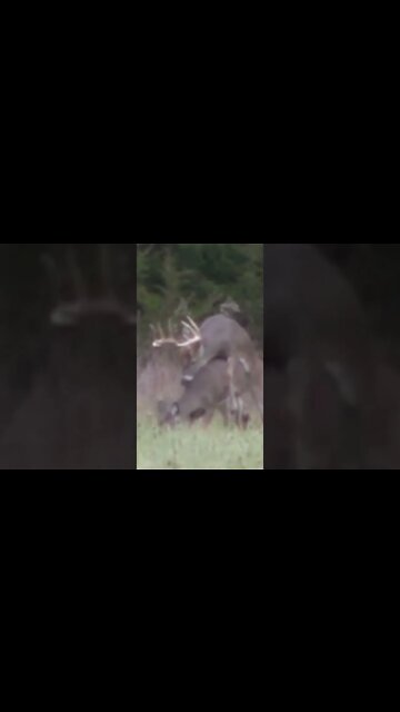 Hunter waits until Buck breeds Doe #shorts #deer #deerhunting #bigbucks