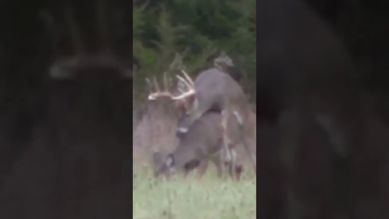 Hunter waits until Buck breeds Doe #shorts #deer #deerhunting #bigbucks