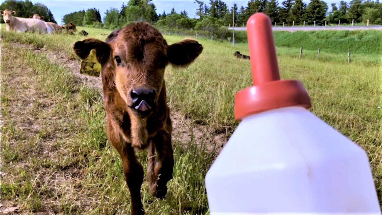 Bottle-fed calf happily waddles over for her breakfast