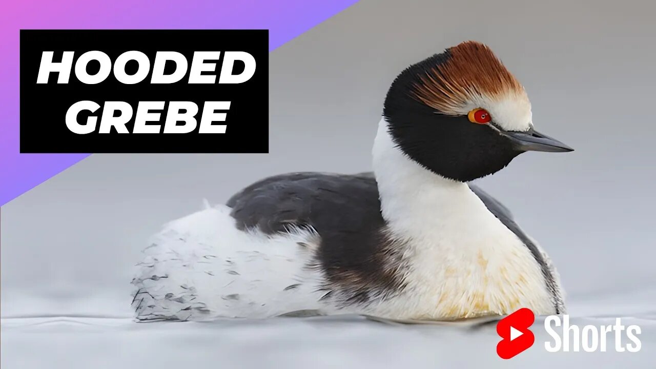 Hooded Grebe 🦆 One Of The Worst Mothers In The Animal Kingdom #shorts