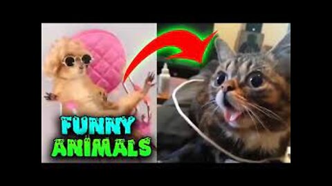 Funniest Animals