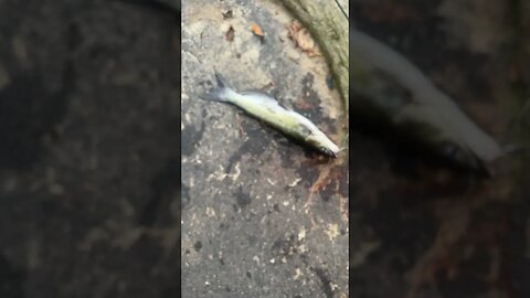 First fish of the day! Channel catfish! #fishing #outdoors #nature