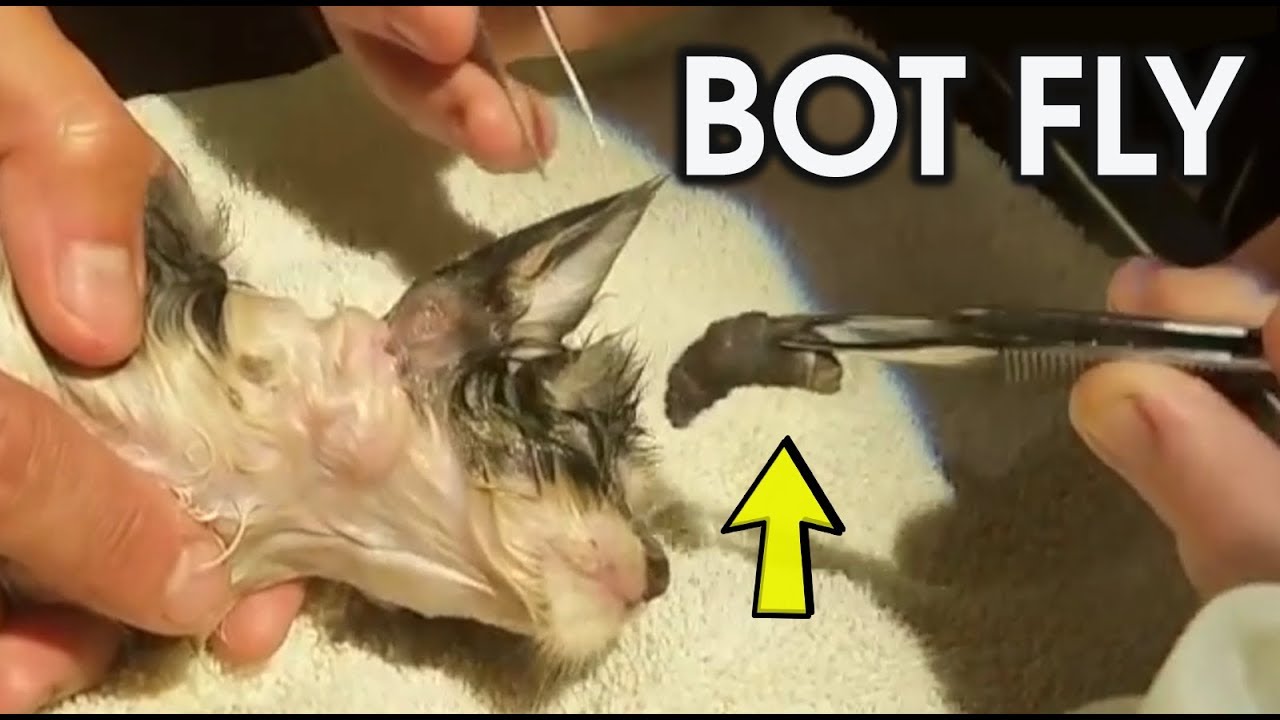 Botfly Larva Removal From Animals Kittens