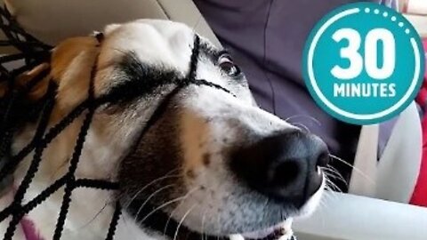 Try not to laugh CHALLENGE | 30 Minutes of Funny Dogs