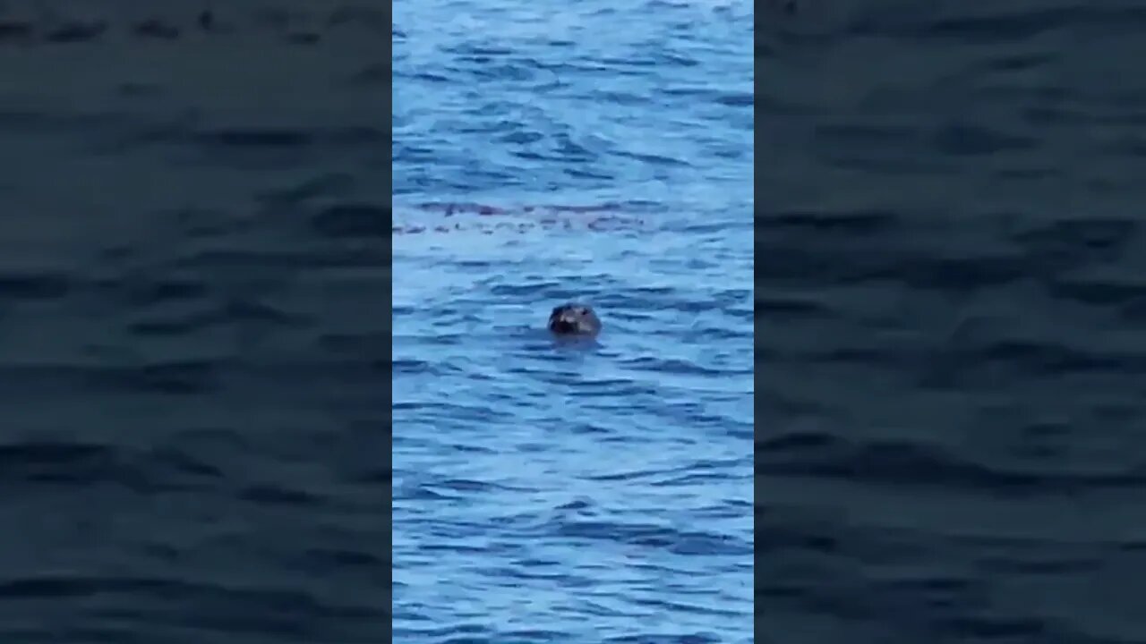 Seal at Channel Islands National Park 😊