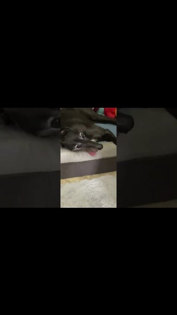 Cutest Greyhound watch the tongue