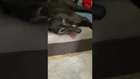 Cutest Greyhound watch the tongue