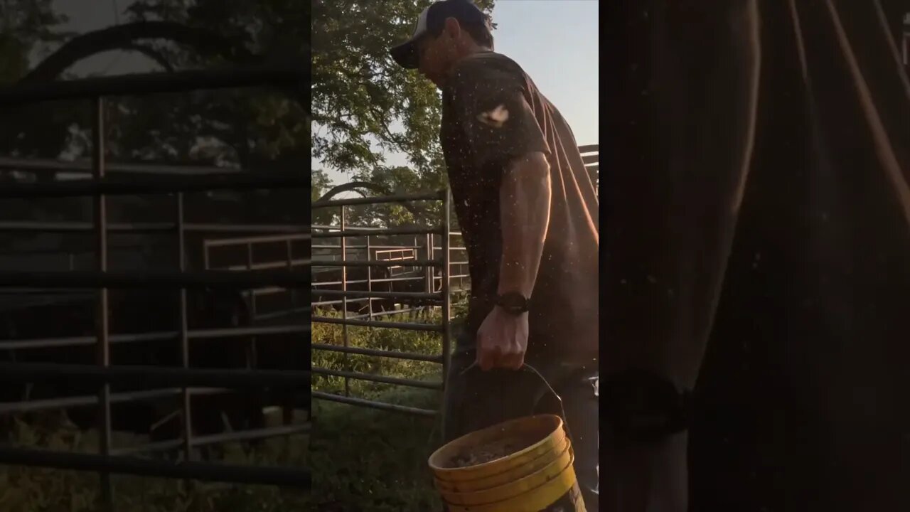 Busy Saturday morning at Hurricane Creek Farms! #farm #farmlife #ranch #ranchlife #cattle #beef