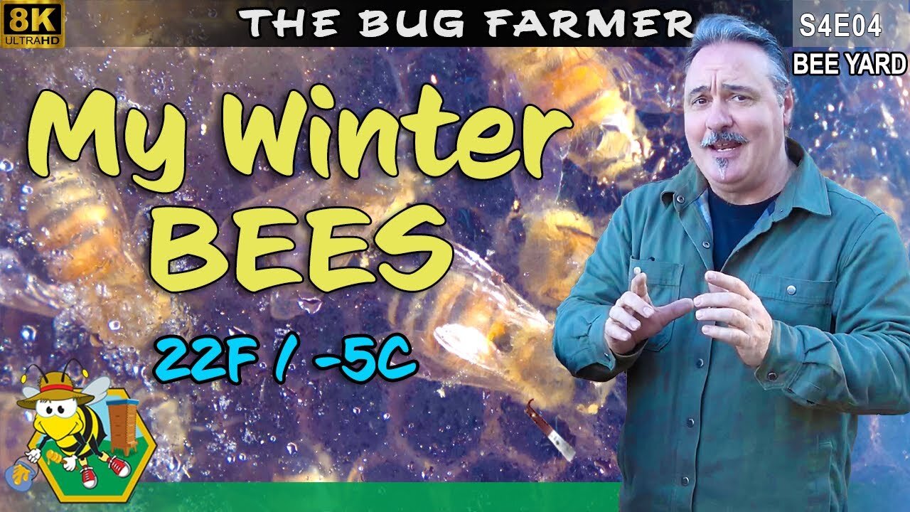 Winter Bees