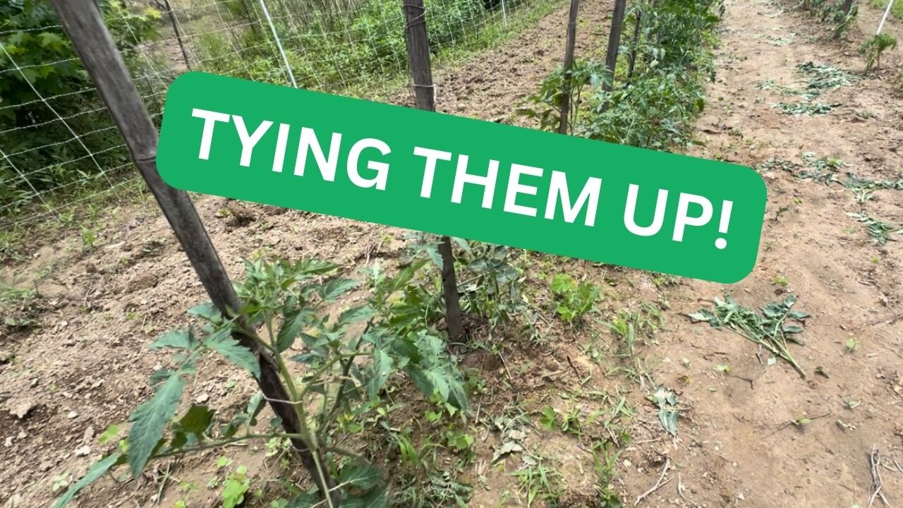 A CHEAP way to Trellis Tomatoes! #tyinguptomatoes