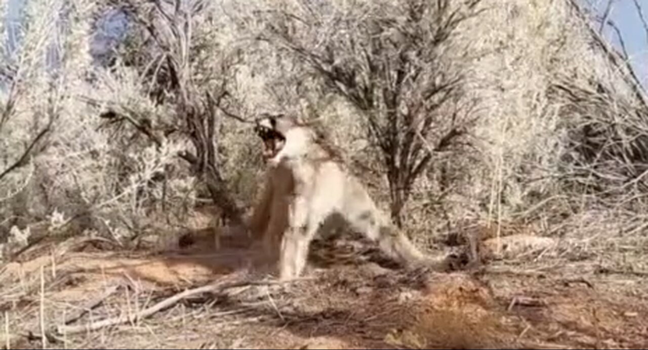 Mountain Lion Caught In A Trap - Carbon County