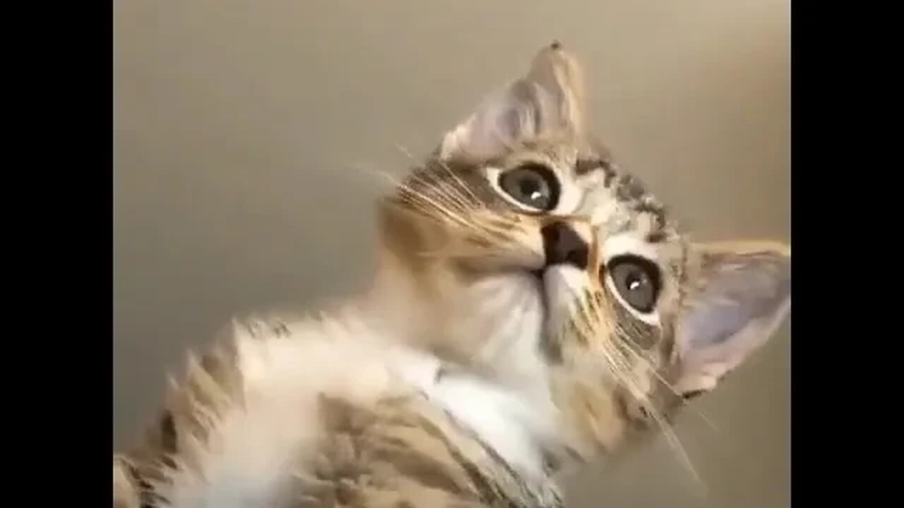 CAT VIDEO