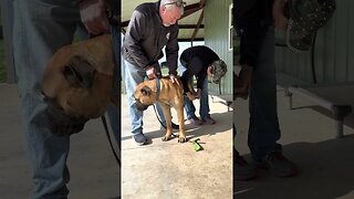 Trimming dogs toe nails. LonelyCreek bullmastiff