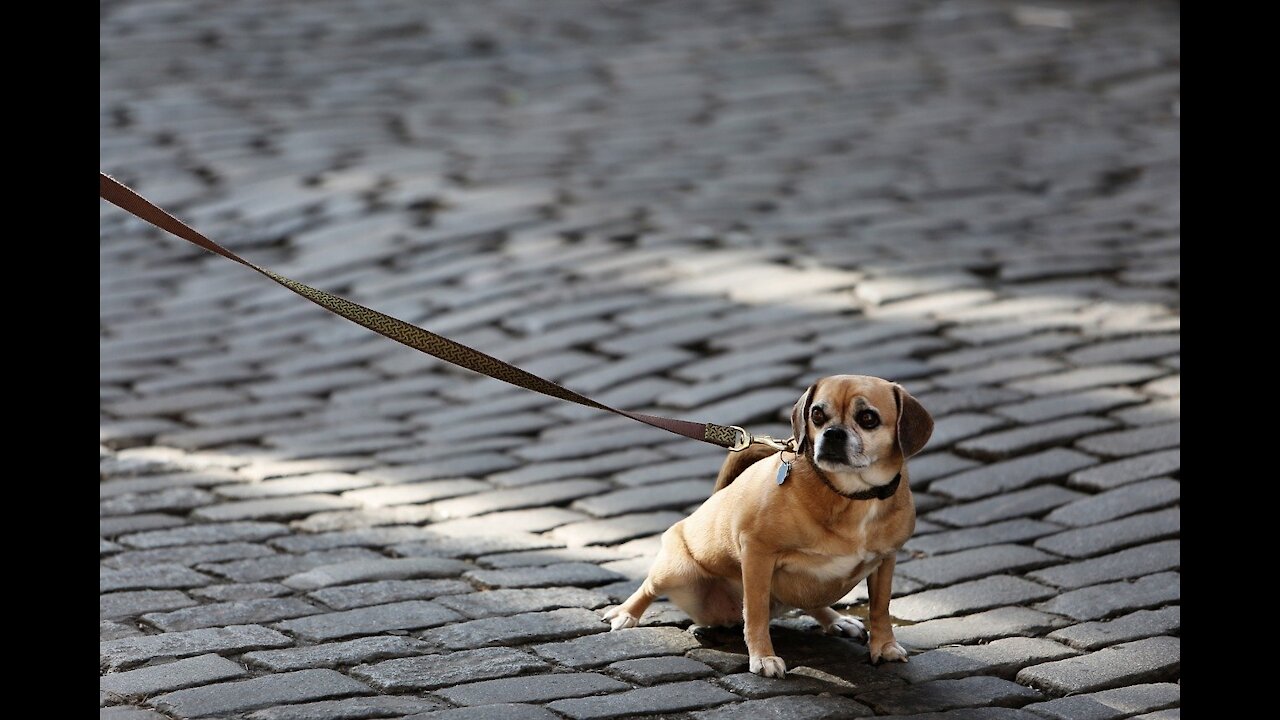 Teach your dog how to walk nice on the leash in 5 minutes