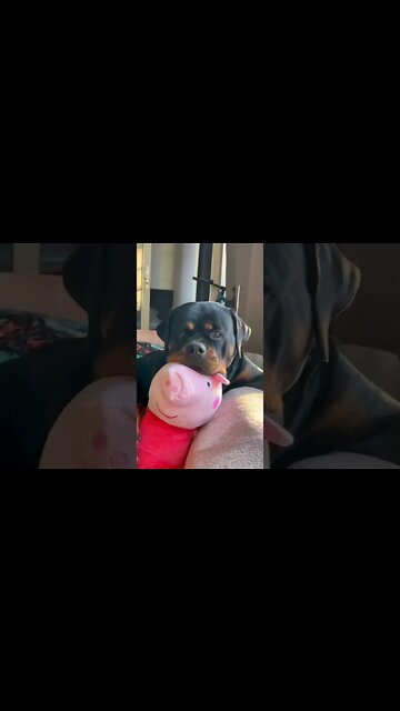 Adorable Rottie 🤩 How Are These Dogs So Cute! #Shorts #rottweiler #dogs