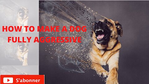 How To Make Dog Become Fully Aggressive With Few Simple Tips