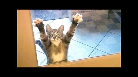 Best Funny Cat Videos That Will Make You Laugh All Day Long 😂😹