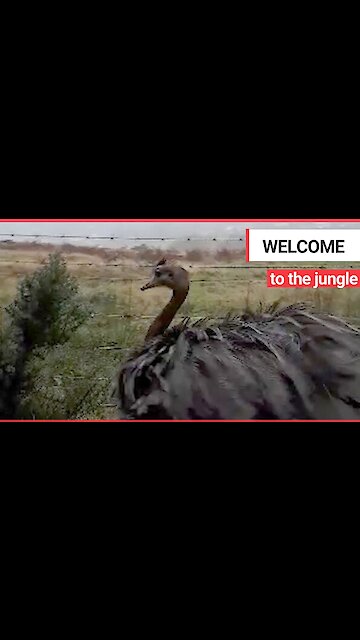 A dog walker was left stunned after seeing this massive RHEA in a forest