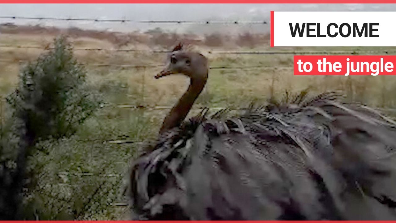 A dog walker was left stunned after seeing this massive RHEA in a forest