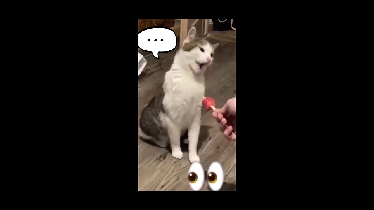 💫💥Funniest cats😺 and dogs👻 moments 😃🤣😂🤣