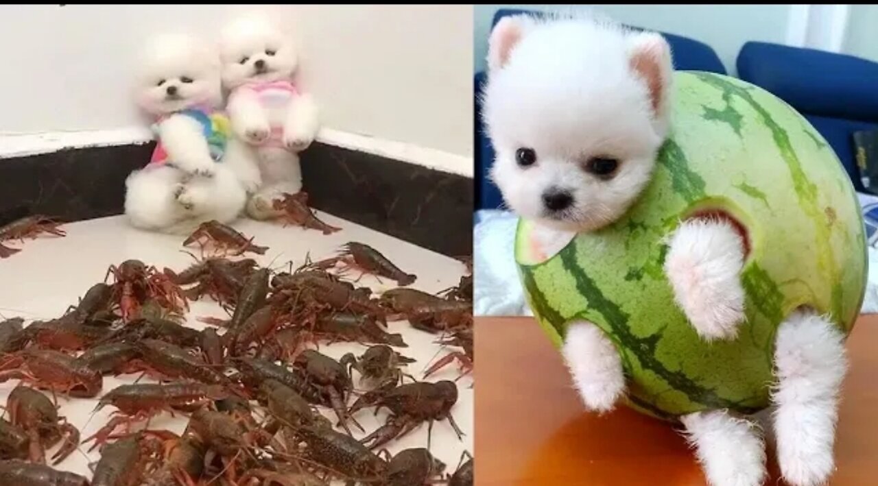 Funny cats and dogs 😂 Funny Animals video 2022