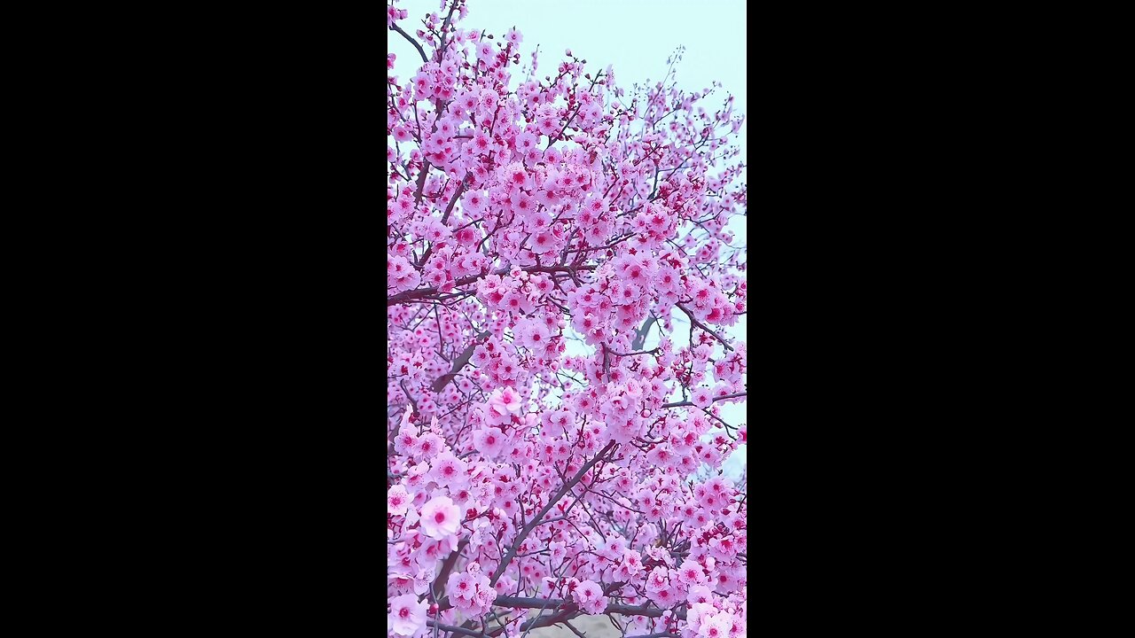 Witnessing the enchantment of cherry blossoms in full bloom 🌸💖 #SpringSplendor Nature