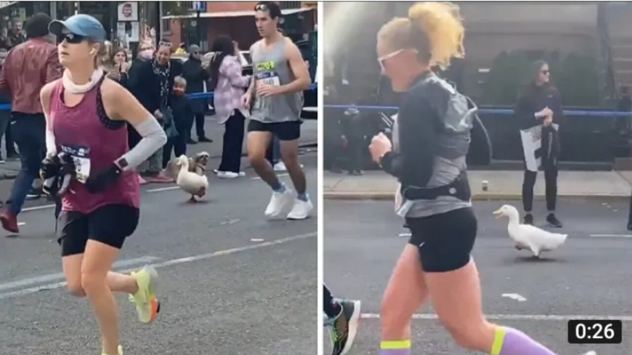 Athletic duck seen participating in marathon run