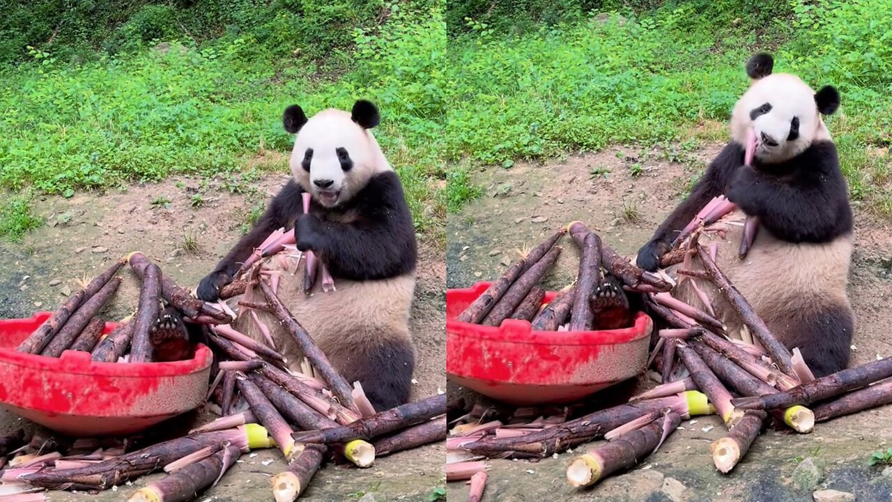 Giant Panda: Sit down and enjoy a slow meal!