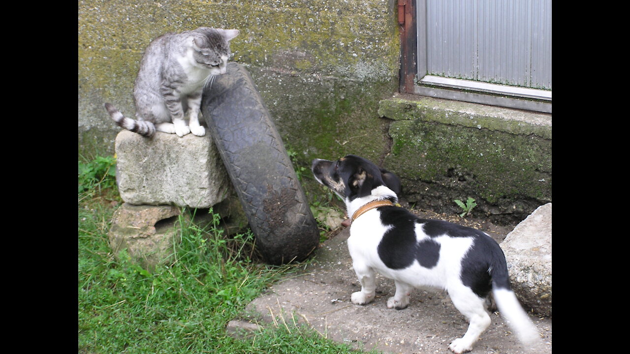 How to teach your dog and cat to get along with each other