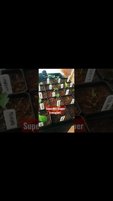 Super Hot Pepper seedling transplanting! #scorpionpepper #gardening #hotpepper #garden #superhot