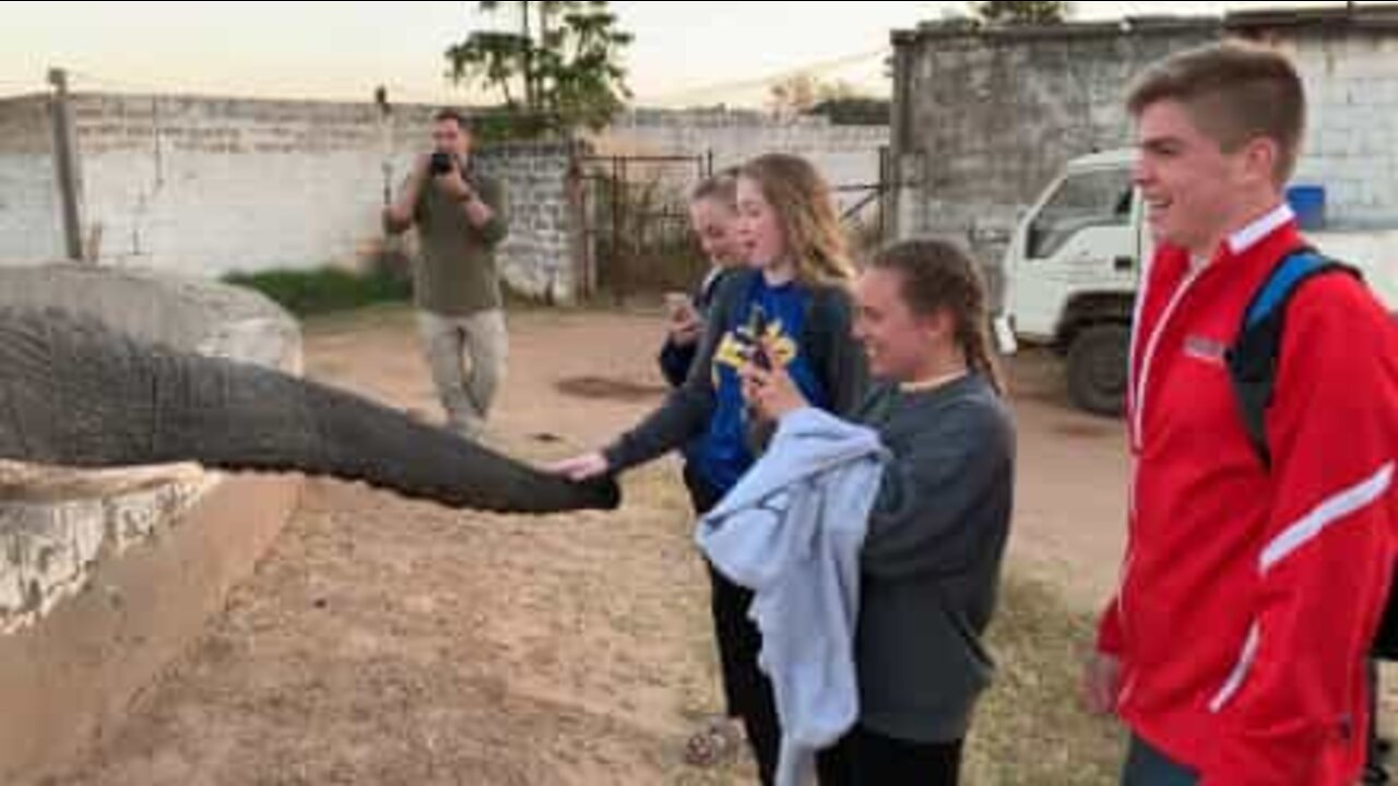 Jovem é agredida por tromba de elefante na Zâmbia