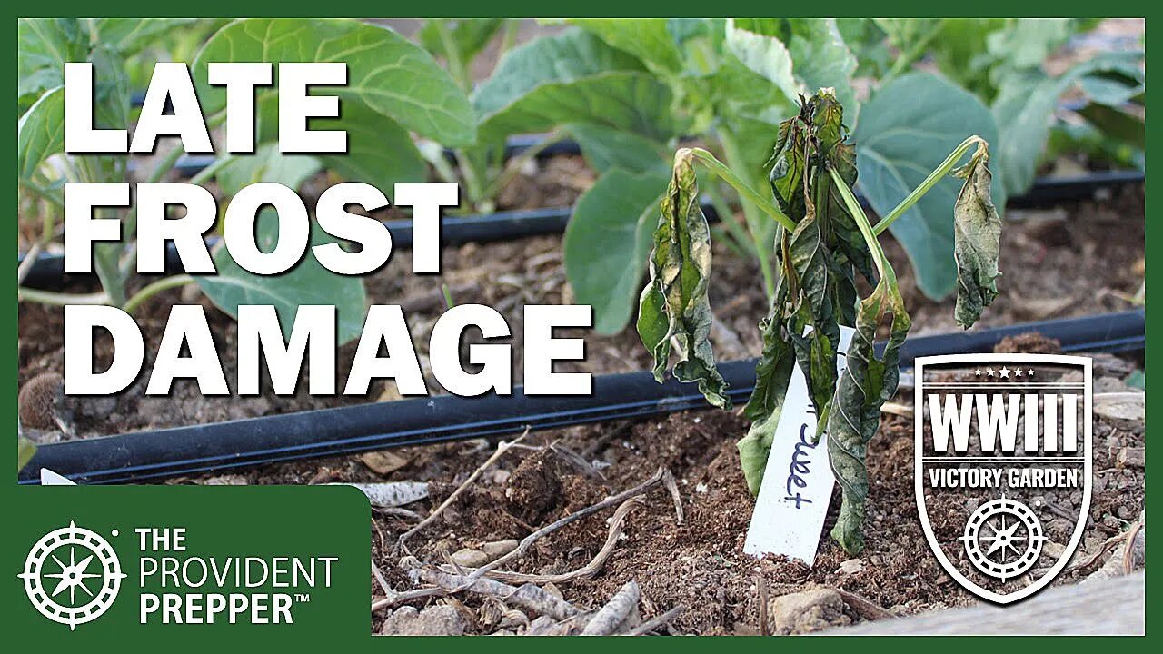 WWIII Victory Garden: Late Spring Frost Damage Solutions