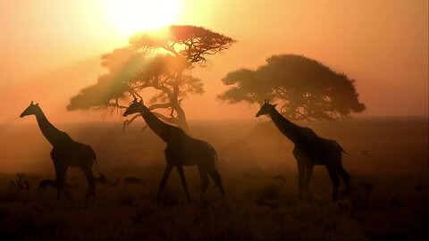 Shiva Animals Screensaver for PC 1080p