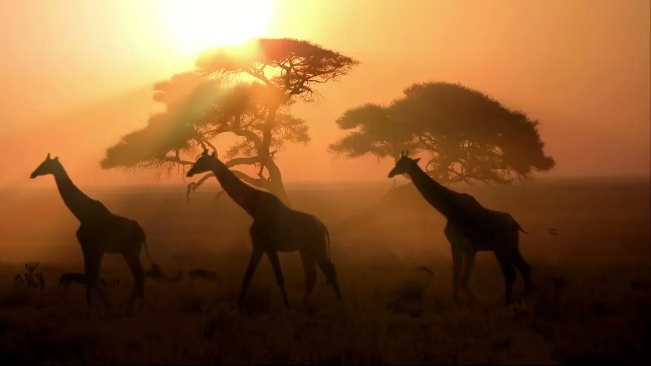 Shiva Animals Screensaver for PC 1080p
