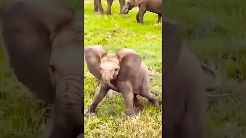 baby elephant with Alpha DNA 🤔 #shorts