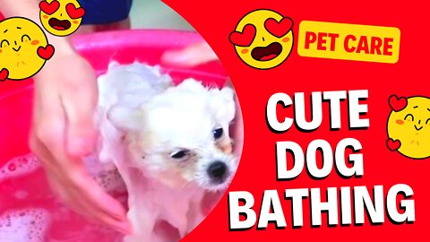 Cute puppy bath