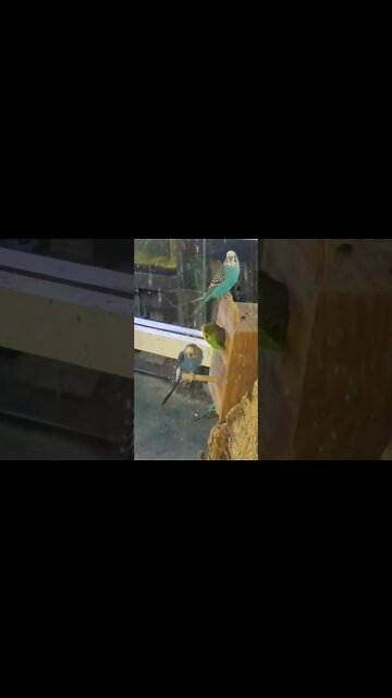 MORE KEETS KISSING #SHORTS