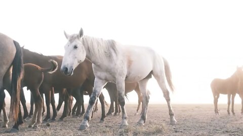 funny horses