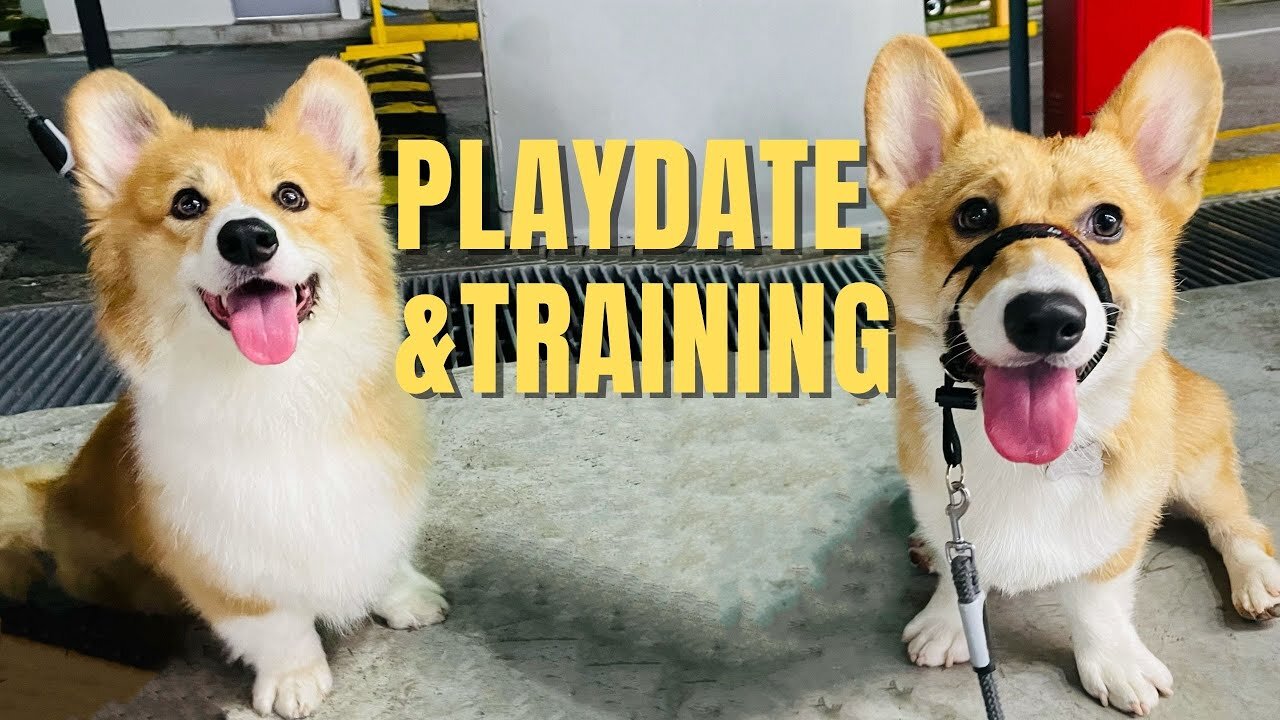 Shinji The Corgi- Playdate and Training