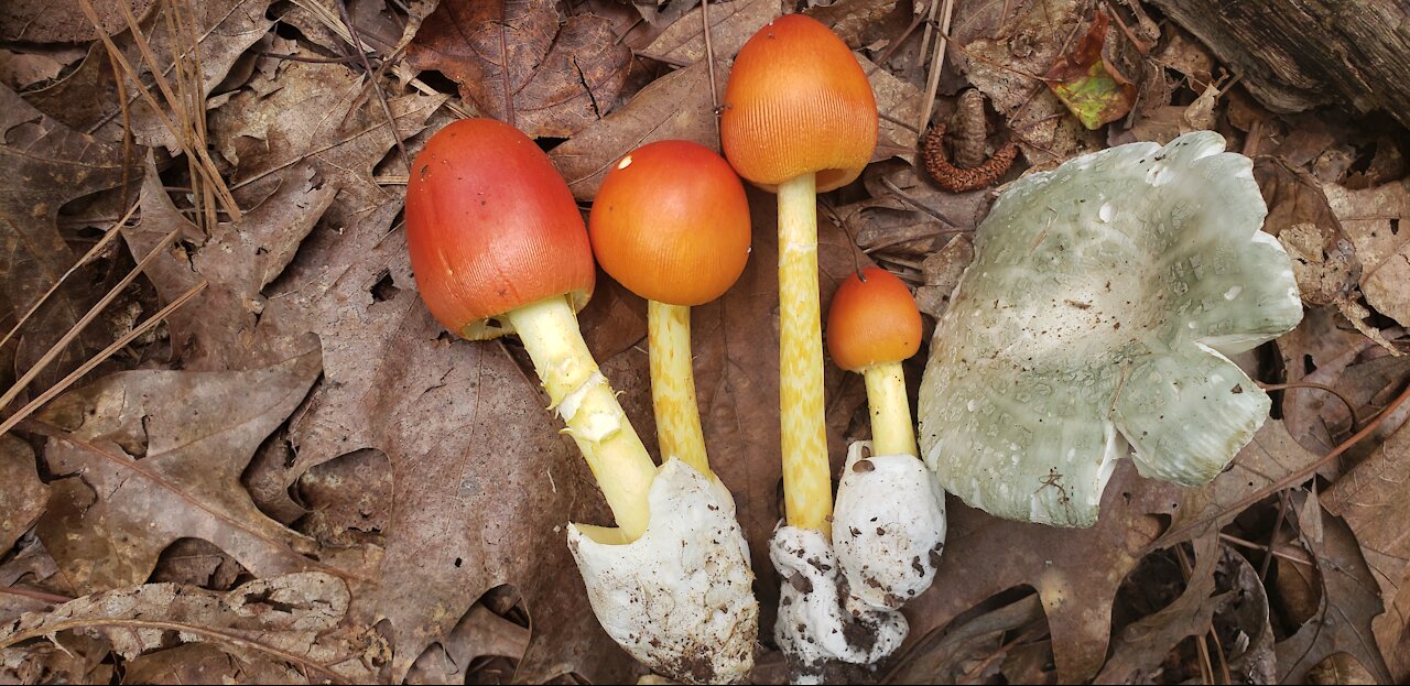 Foraging Chanterelle, Amanita jacksonii and other wild mushrooms in Georgia.