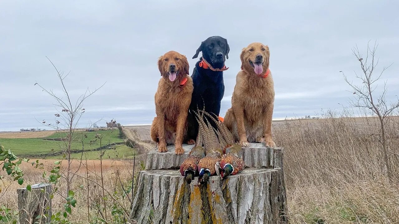 Iowa Public Land Pheasant Hunt - SOLID DAY!