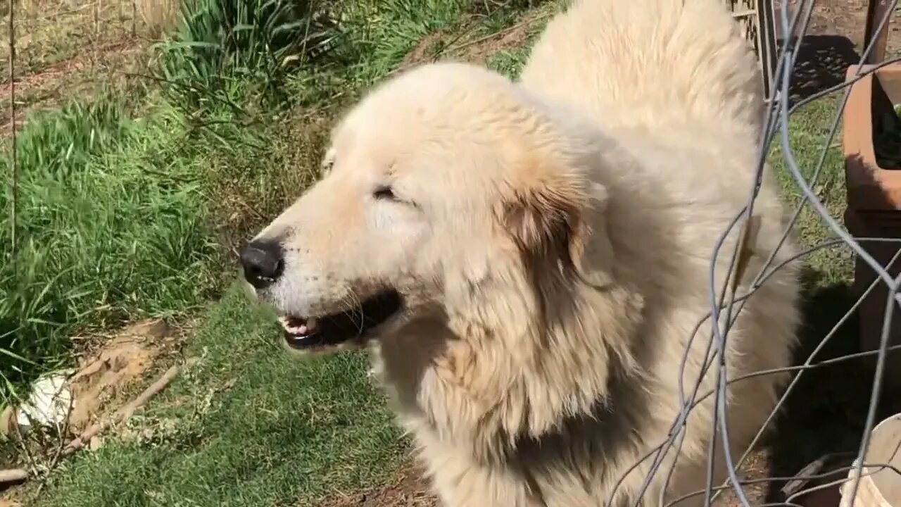 Maremma livestock guardian has learned to protect chickens