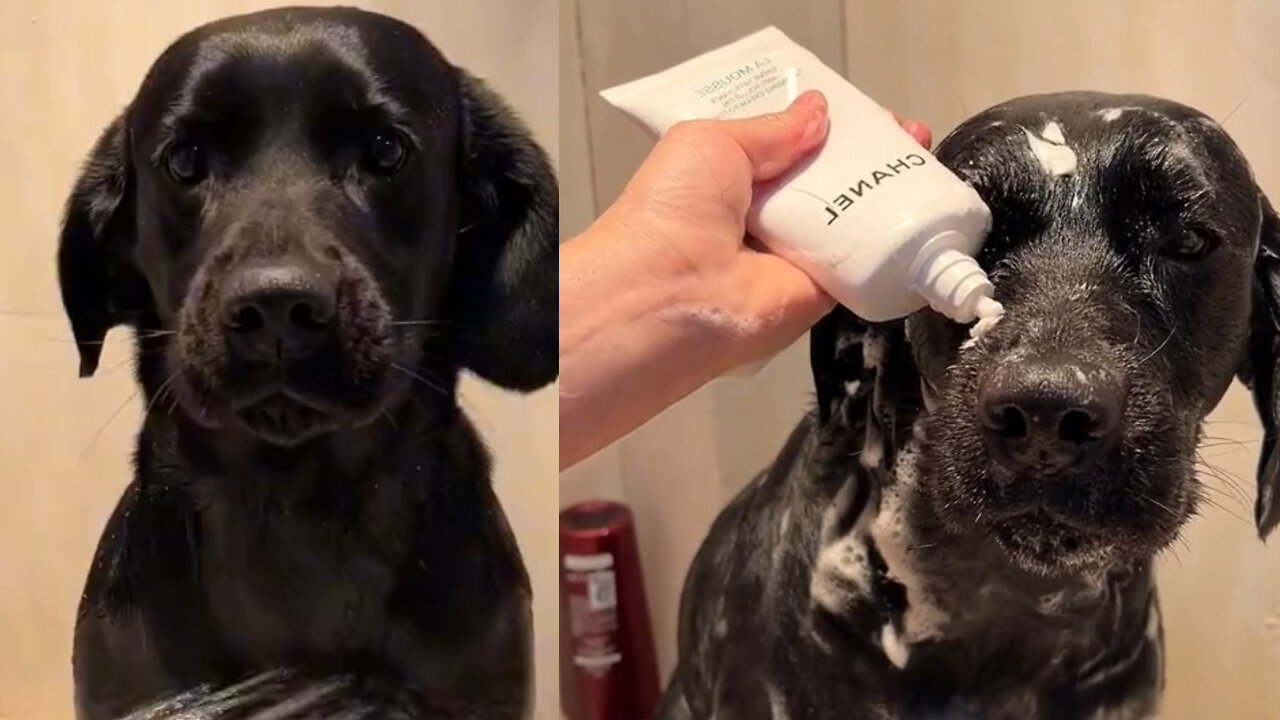 Calmest Dog in the world gets a Warm Bath