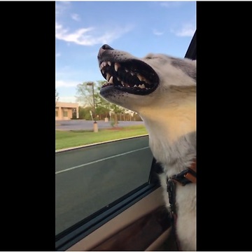 Husky loves to hang head out of window