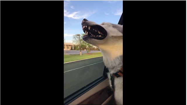 Husky loves to hang head out of window
