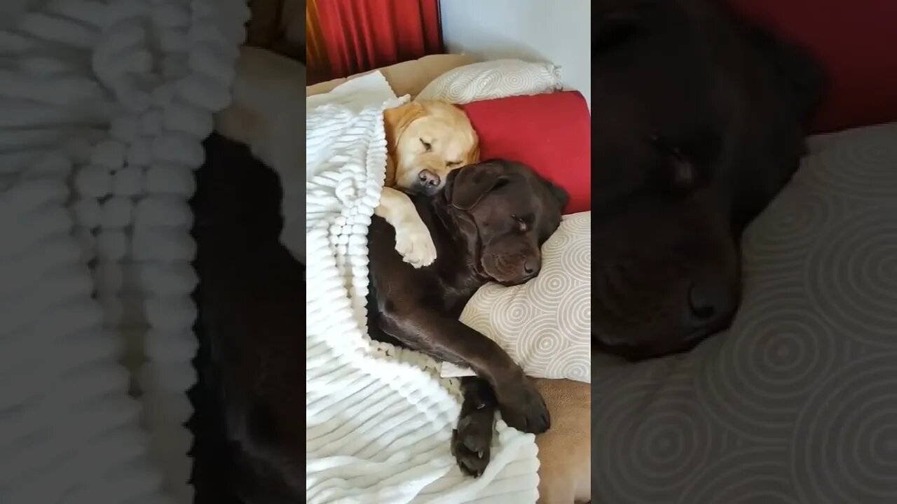 Cute and funny cat videos/#kitten #cat #kitty #funny kitten #funnycat #trending #shorts #tiktok (4)