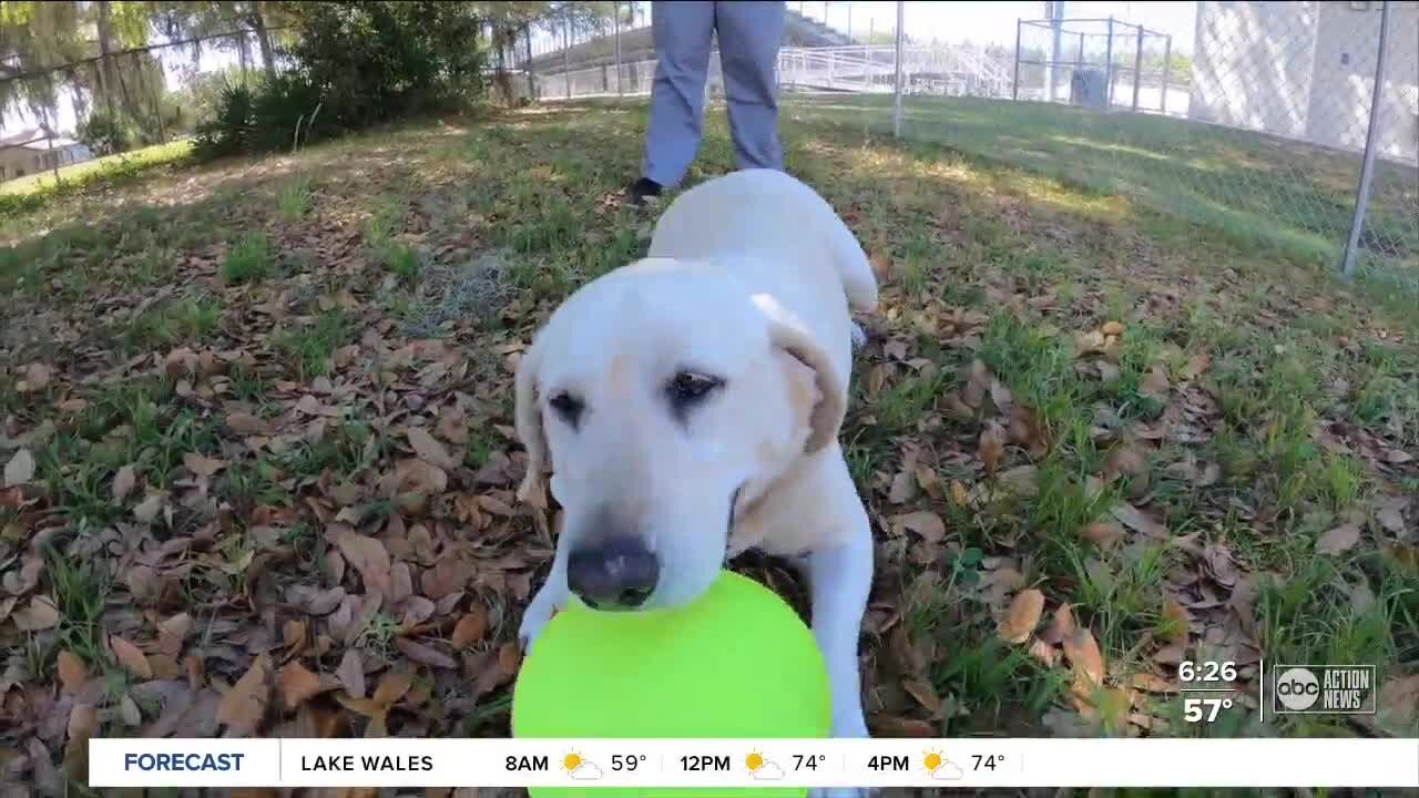 Lakeland's Tenoroc High School opens Doggy Day Care as part of an innovative veterinary program