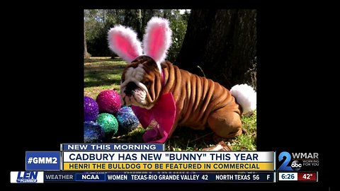 Cadbury has a new 'bunny' this year