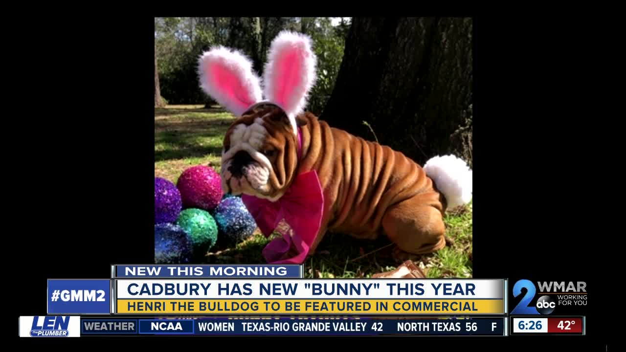 Cadbury has a new 'bunny' this year